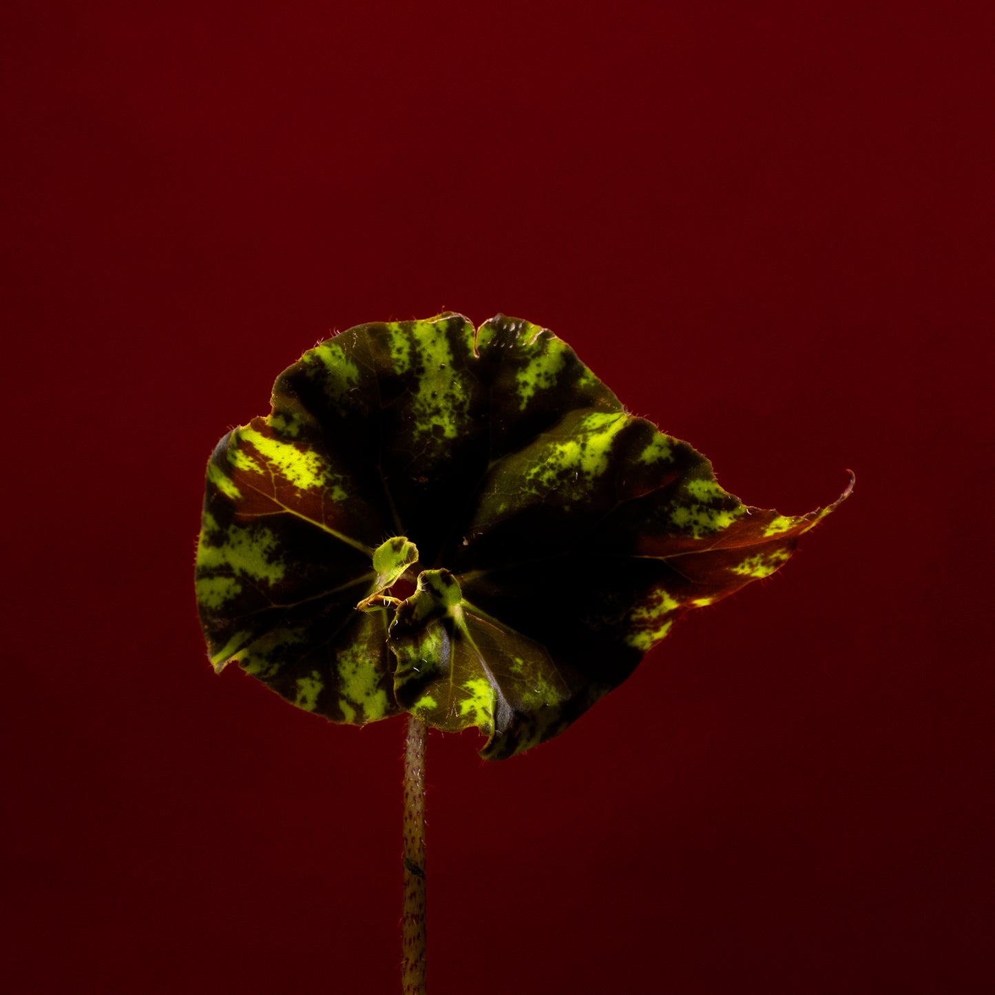 Begonia - 70x70 cm